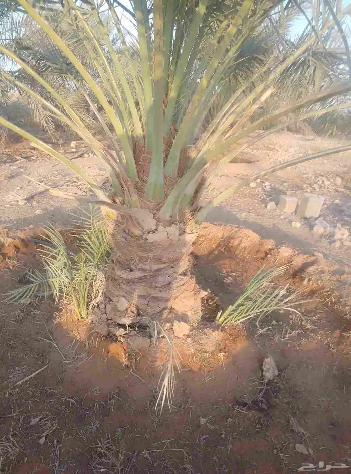 نخل سكري جثايث طيبه جدا  ونظيفه وعلى شرط من متر لا مترين 6