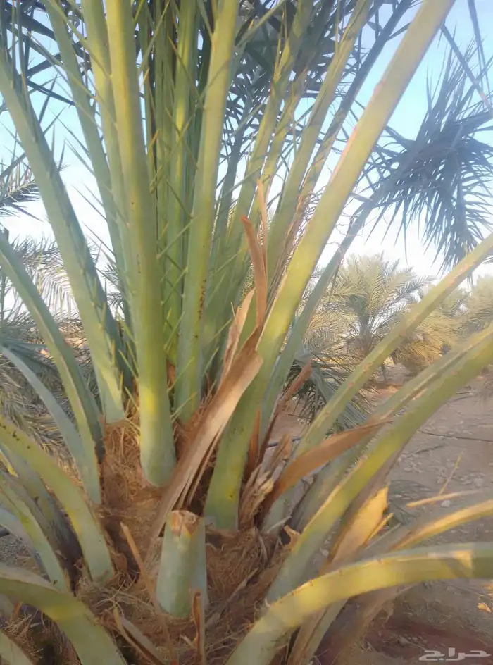 نخل سكري جثايث طيبه جدا  ونظيفه وعلى شرط من متر لا مترين 5