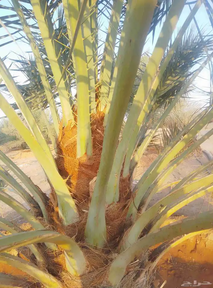 نخل سكري جثايث طيبه جدا  ونظيفه وعلى شرط من متر لا مترين 3