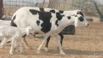 غنم خلفات مهجنه حرى علي سواكني شي فاخر index