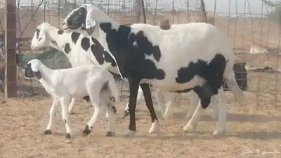 غنم خلفات مهجنه حرى علي سواكني شي فاخر index