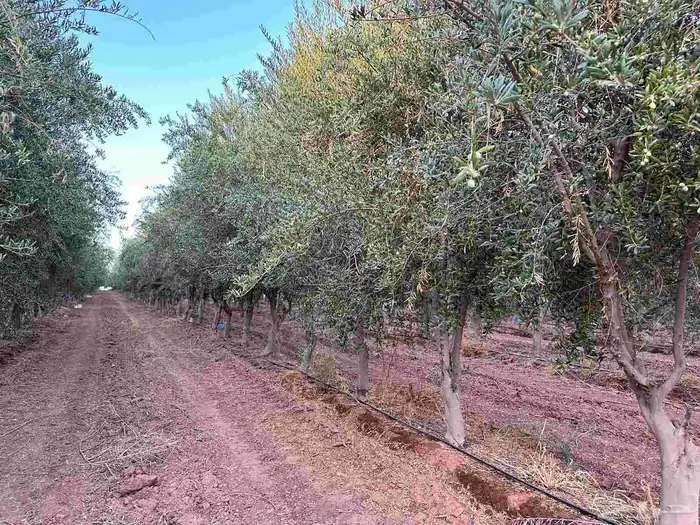 موجود اشجار زيتون مثمره من 3الي 5 بوصه 80ريال علي التريلا 2