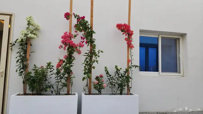 منسق حدائق أشجار طبيعي ورود طبيعي 0