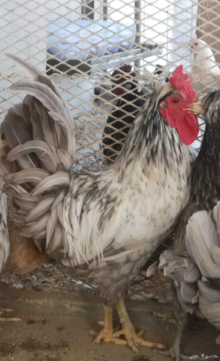 ديوك عربي شباب 15