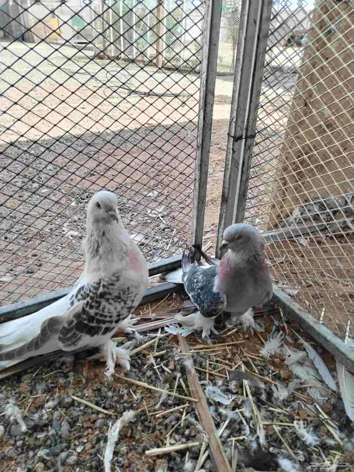 حمام تركي ثلج مع زغليل 2