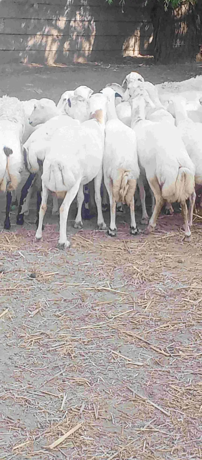 ضان رفيدي بلدي جرم سن طيب دفيع على شرط العدد 35 1