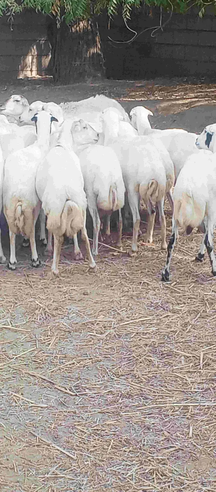 ضان رفيدي بلدي جرم سن طيب دفيع على شرط العدد 35 0