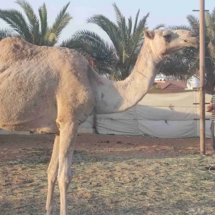 ناقه ضروبه 1