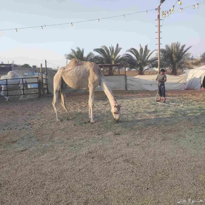 ناقه ضروبه 0