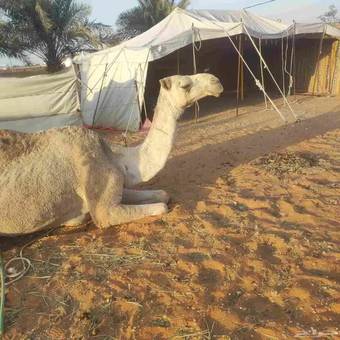 ناقه ضروبه 2