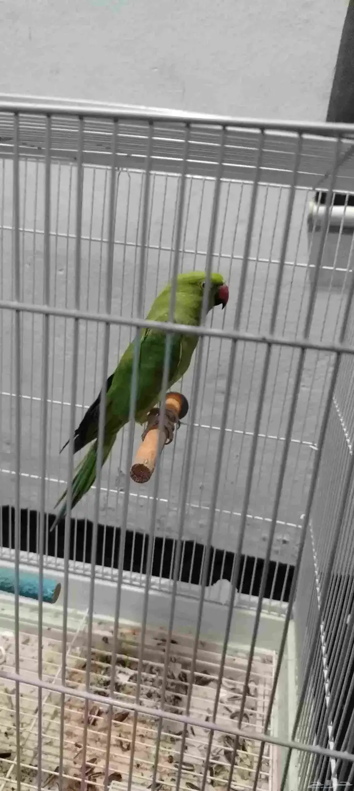 السلام عليكم ورحمه الله وبركاته انثاي الذره هندي ما شاء الله 2