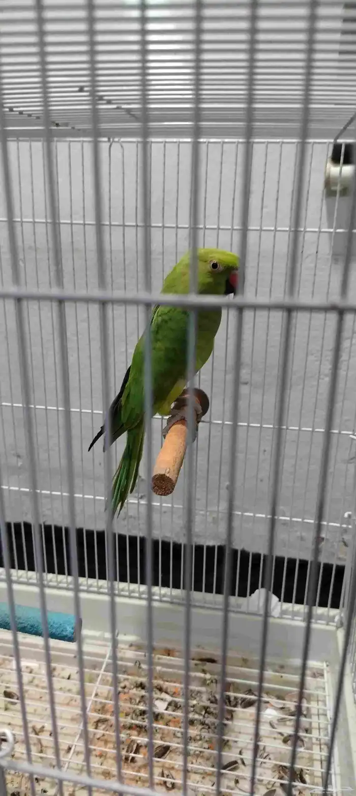 السلام عليكم ورحمه الله وبركاته انثاي الذره هندي ما شاء الله 3