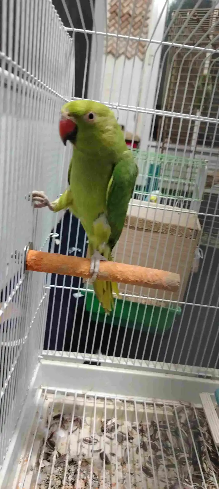 السلام عليكم ورحمه الله وبركاته انثاي الذره هندي ما شاء الله 1