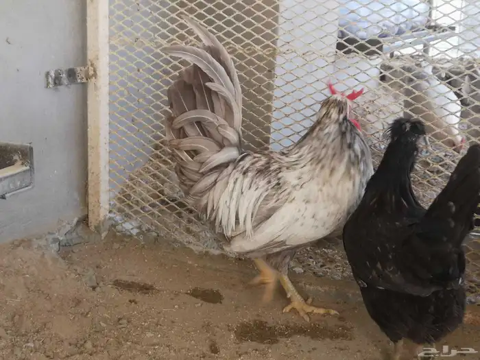 ديوك عربي شباب 8