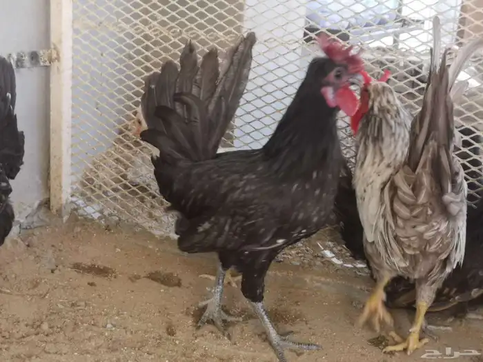 ديوك عربي شباب 13