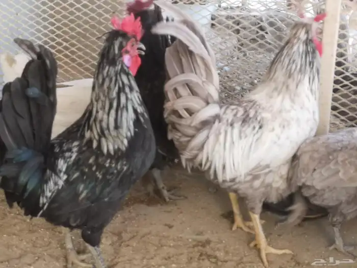 ديوك عربي شباب 12