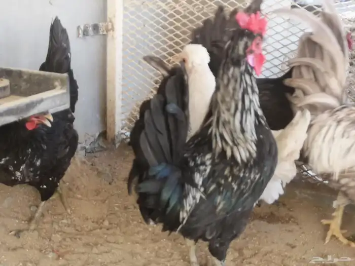 ديوك عربي شباب 10