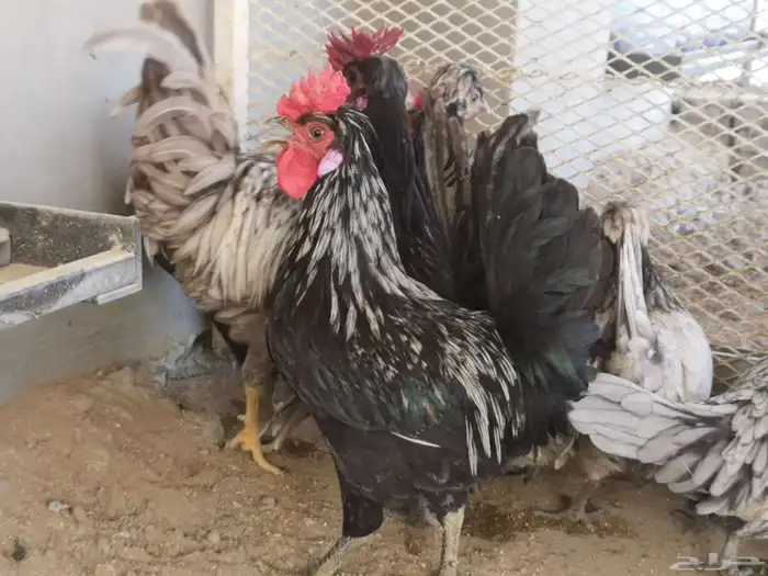 ديوك عربي شباب 9