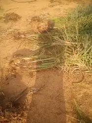 نخل طيب للبيع 0