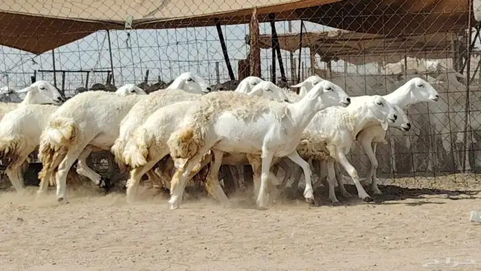 رخال حريات صنف العدد 12 رأس 9