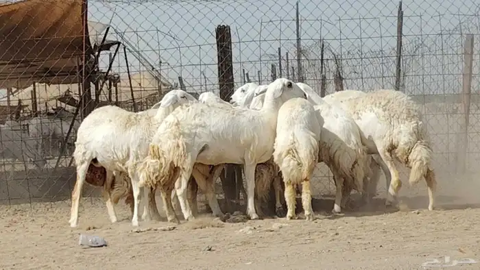 رخال حريات صنف العدد 12 رأس 7