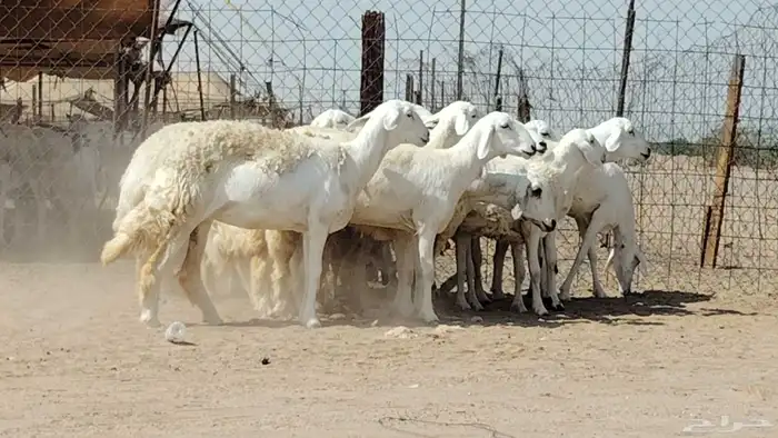 رخال حريات صنف العدد 12 رأس 1