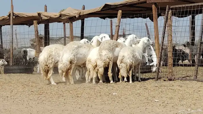 رخال حريات صنف العدد 12 رأس 4