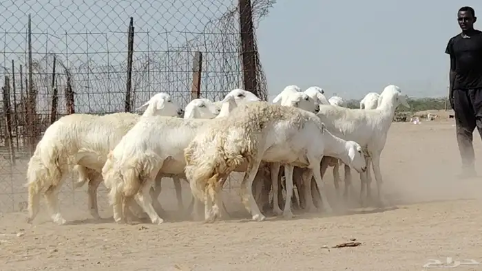 رخال حريات صنف العدد 12 رأس 6