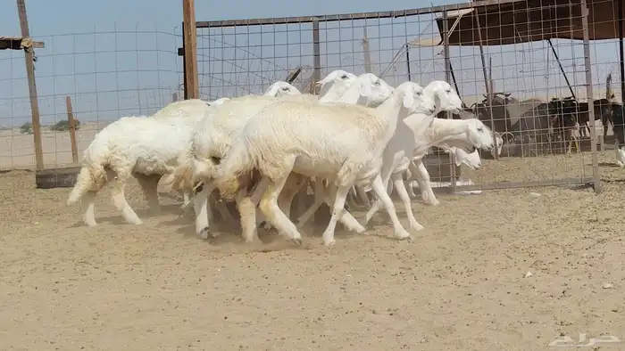 رخال حريات صنف العدد 12 رأس 5