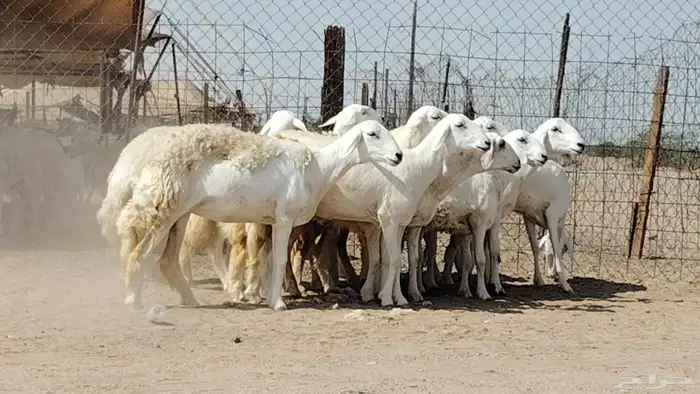 رخال حريات صنف العدد 12 رأس 2