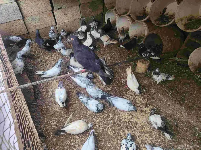 حمام للبيع 1