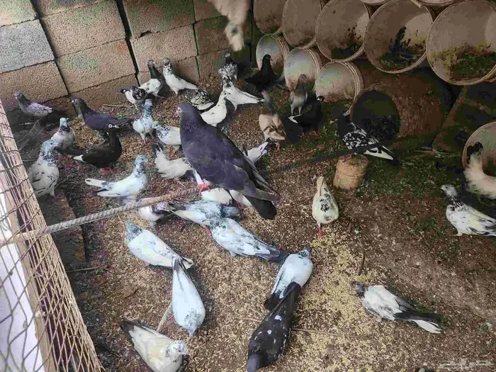 حمام للبيع 0