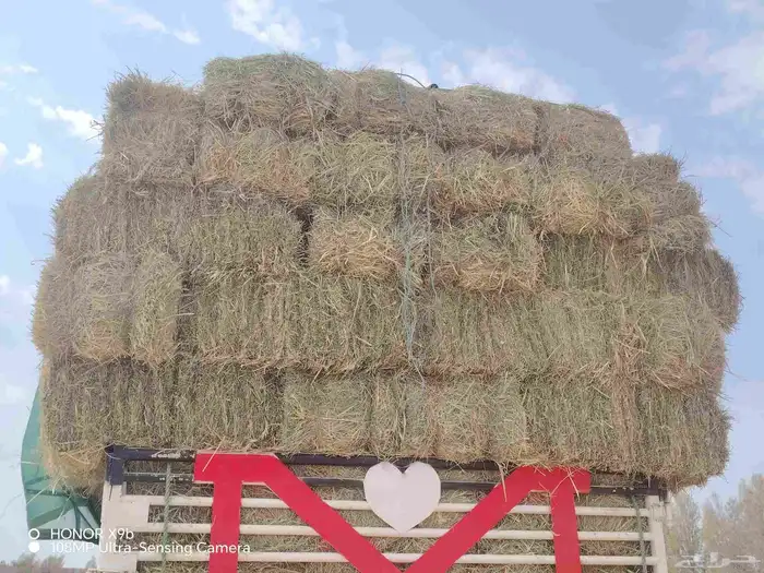 رودس القصيم 1