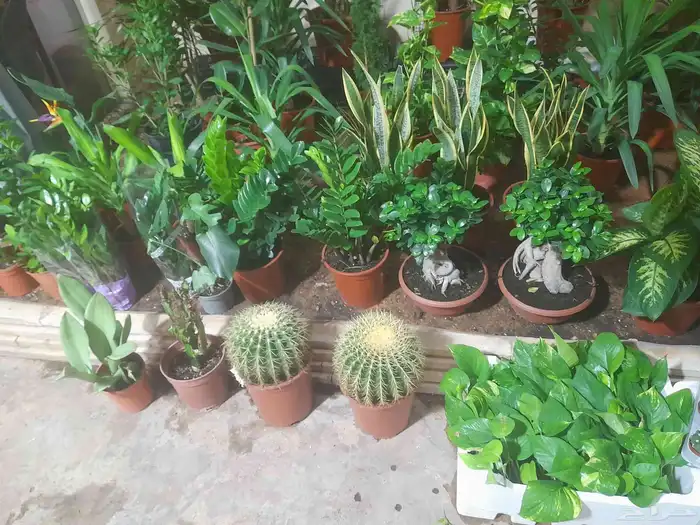 منسق حدائق وتركيب شبكات الري العادي والاتمتك 0