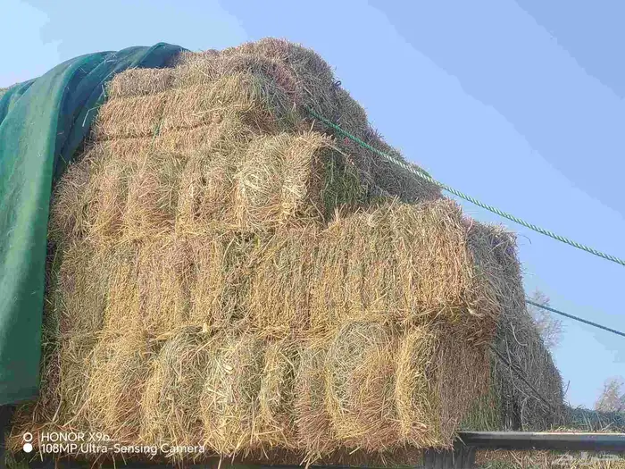 رودس القصيم 0