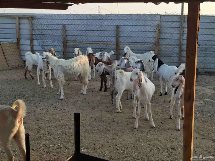 ماعز مشاريك الكل جذعات العدد 15 2