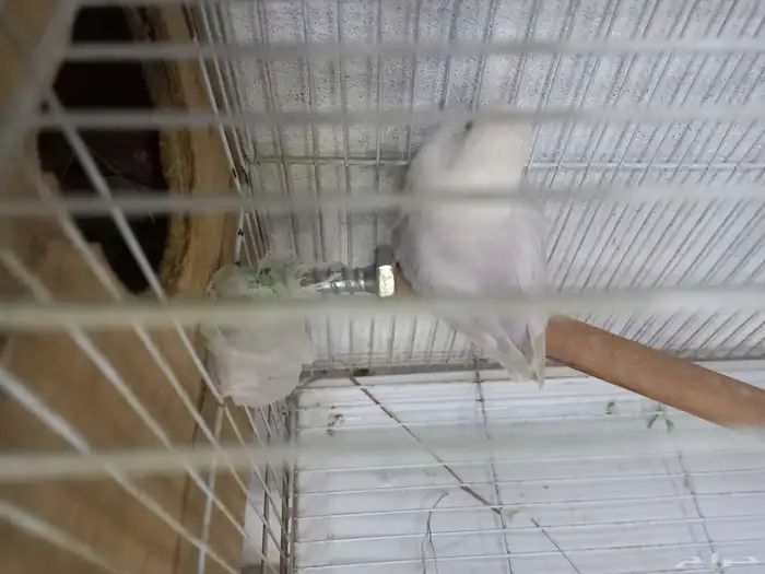 زوج روز منتج..فخم 12