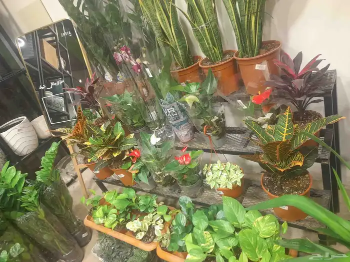 منسق حدائق وتركيب شبكات الري العادي والاتمتك 9