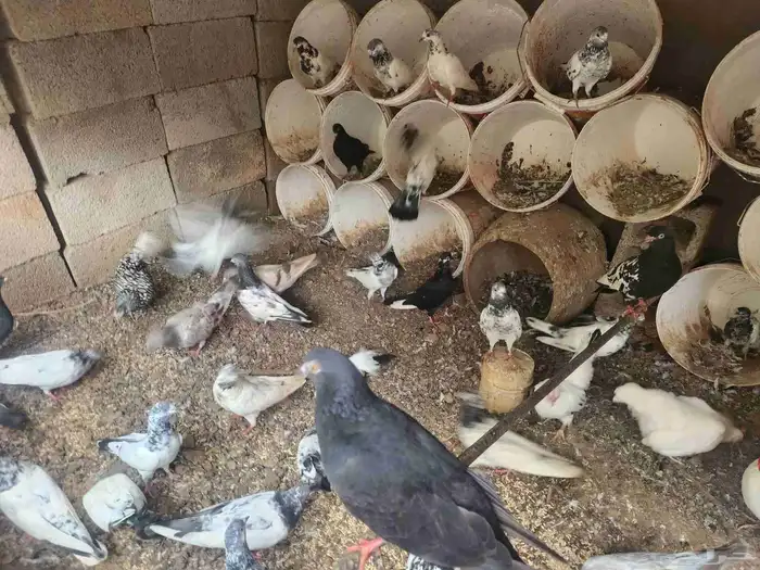 حمام للبيع 2