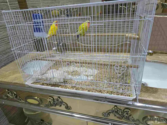 ببغاء روز. (تم البيع) 3