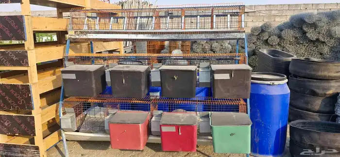 بطارية ارانب 3