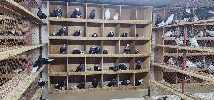 حمام قطيفي 8