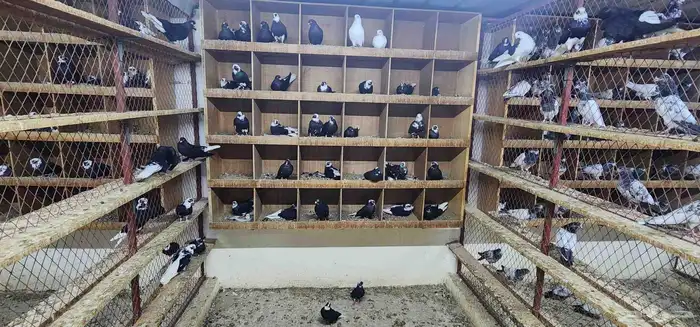 حمام قطيفي 4