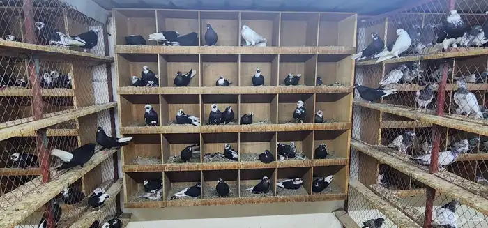 حمام قطيفي 2