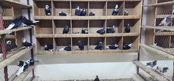 حمام قطيفي 11