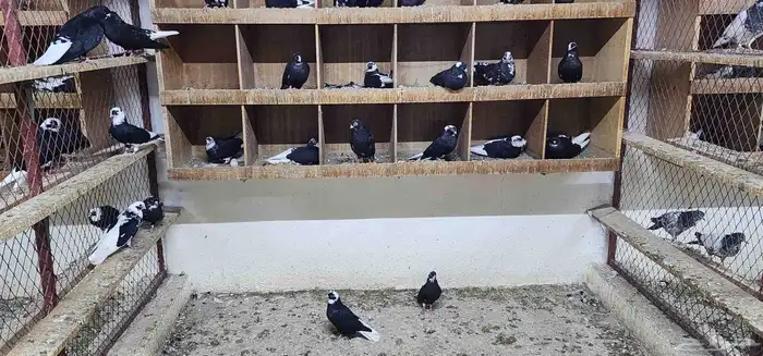 حمام قطيفي 10