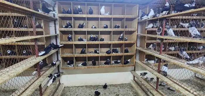 حمام قطيفي 6