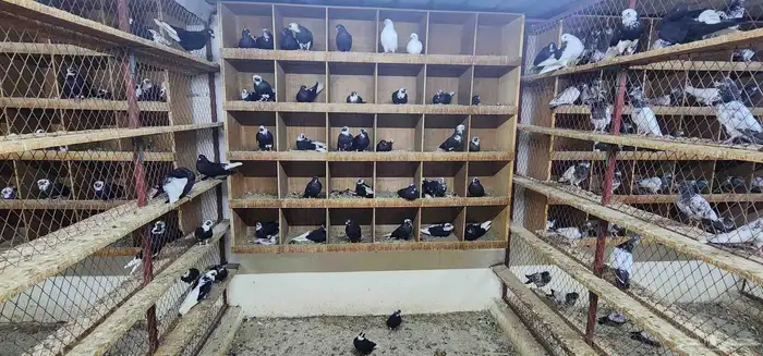 حمام قطيفي 14