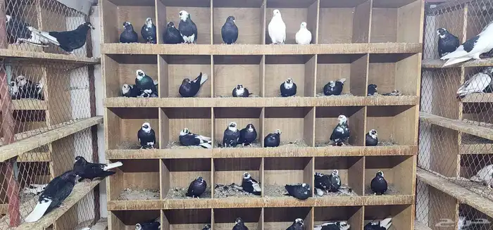 حمام قطيفي 12