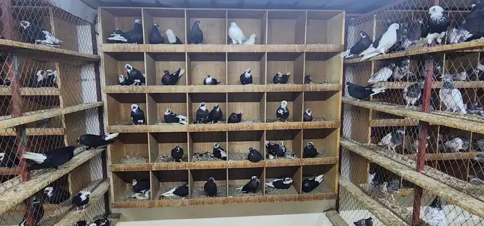 حمام قطيفي 3